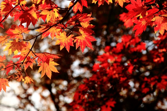 10月下旬，汉拿山赏红叶