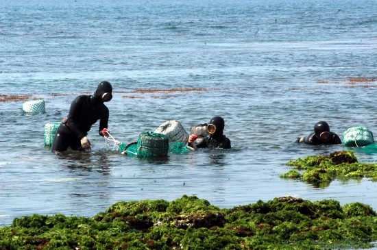 道政府着手研究济州海女渔业保护及利用方案