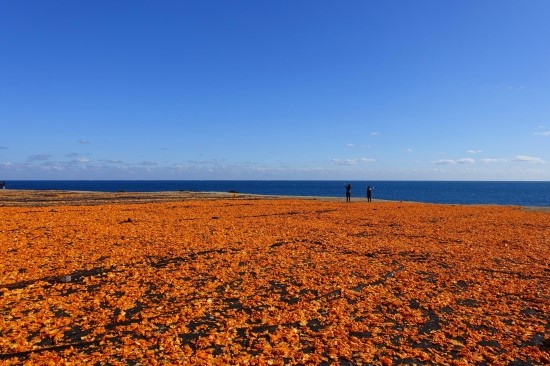 金色的橘皮与碧色的大海绘出的美丽景象