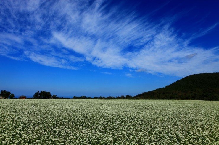 济州30万平满满的白花儿，满开的韩国最大的荞麦田